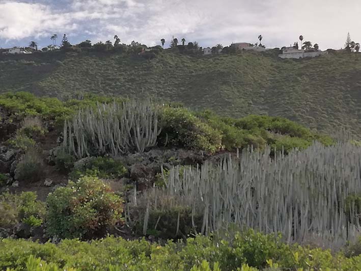 Faisan Azul Costa Acentejo