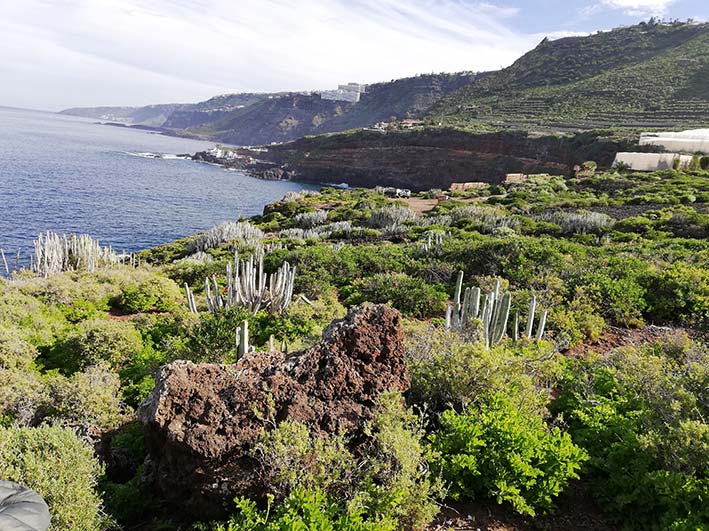 naturschutzgebiet-costa-de-acentejo Faisan Azul