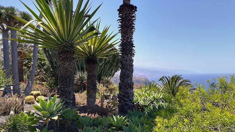 Tropischer Garten mit Palmen rund um das Ferienhaus – Ferienhaus mit Terrasse auf Teneriffa