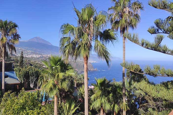 Üppiger-Garten-im-Familienchalet-Faisan-Azul-Teneriffa-mit-Palmen,-Bougainvilleen-und-Kakteen